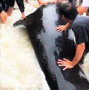 Cá ông chuông dài 4m lụy bờ ở Quảng Ngãi